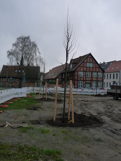 Bild vergr��ern: Bepflanzung Kirchenplatz