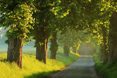 Bild vergr��ern: Allee aus Rosskastanien (Eickelberg) � Heidi Sprenger, BUND