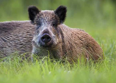Bild vergr��ern: Wildschwein_ASP