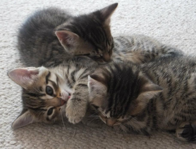 Bild vergr��ern: Babykatzen