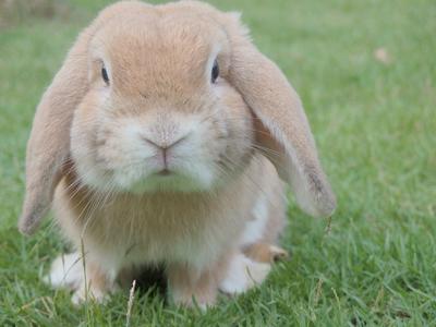 Bild vergr&ouml;&szlig;ern: Kaninchen pixabay